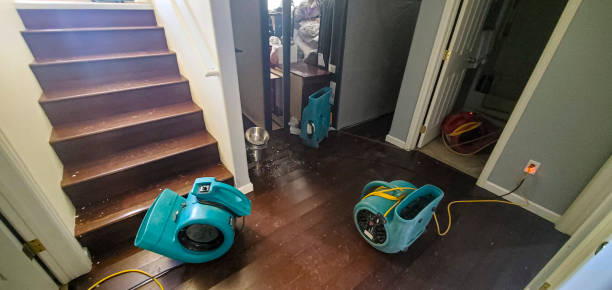 Best Mold removal after water damage  in Burr Ridge, IL