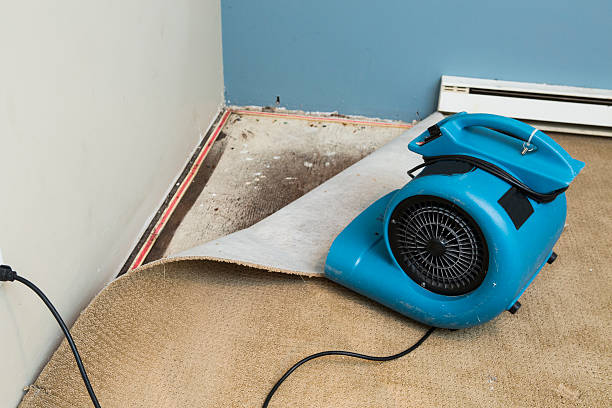 Best Mold removal after water damage  in Burr Ridge, IL